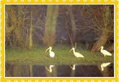 Nawabganj Bird Sanctuary